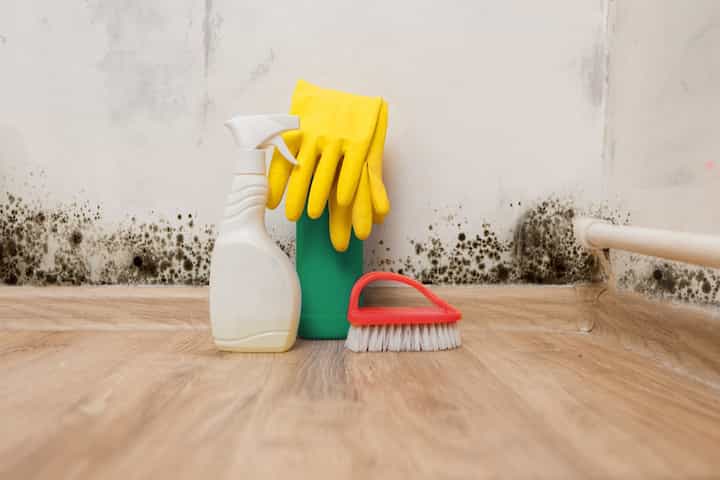 Gainesville Mold Remediation and Removal